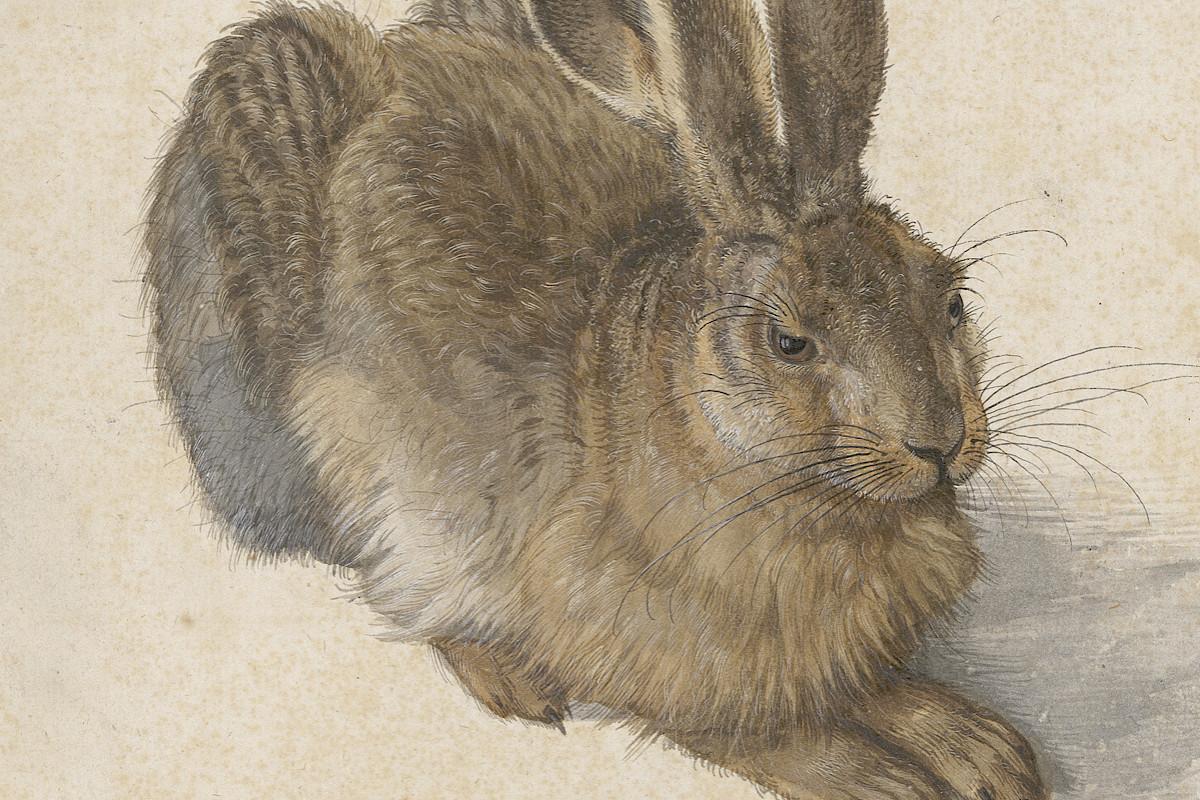 Albrecht Dürer | Hare, 1502 | © The Albertina Museum, Vienna