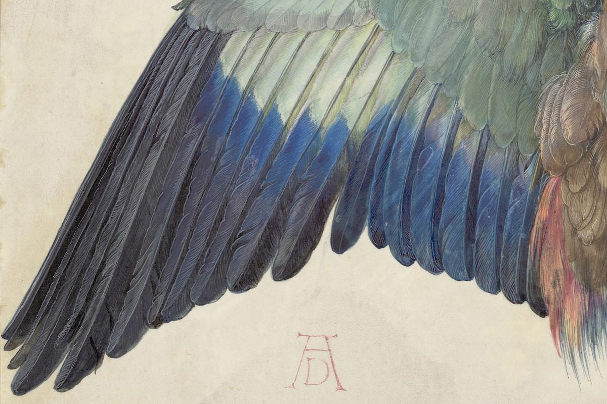 Albrecht Dürer | Wing of a Roller, around 1500 | The Albertina Museum, Vienna