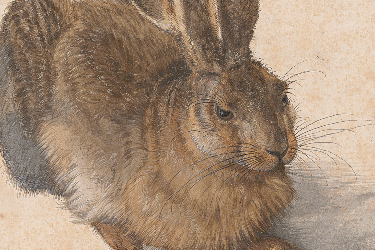 Albrecht Dürer | Young Hare, 1502 | © The ALBERTINA Museum, Vienna