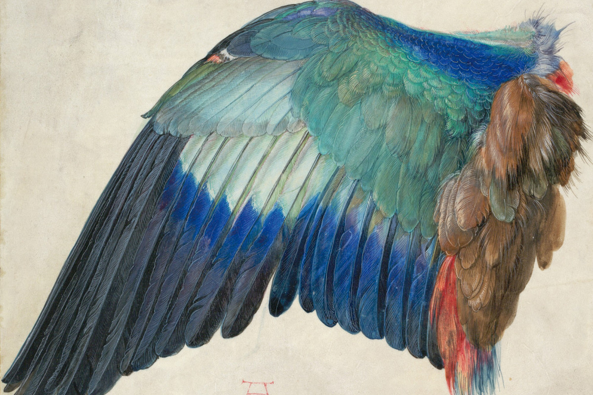 Albrecht Dürer | Flügel einer Blauracke, um 1500 | © ALBERTINA, Wien