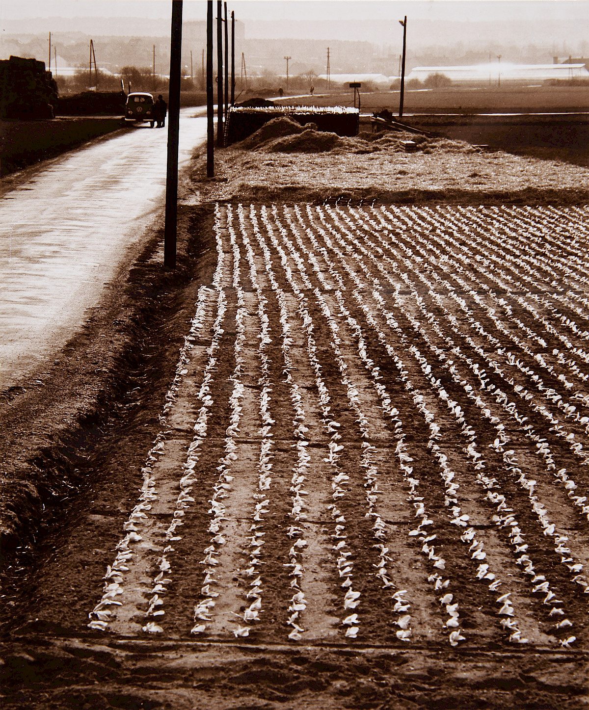 Elfriede Mejchar: Untitled (From the series <em>Simmeringer Heide and Erdberger Mais</em>), 1967–1976