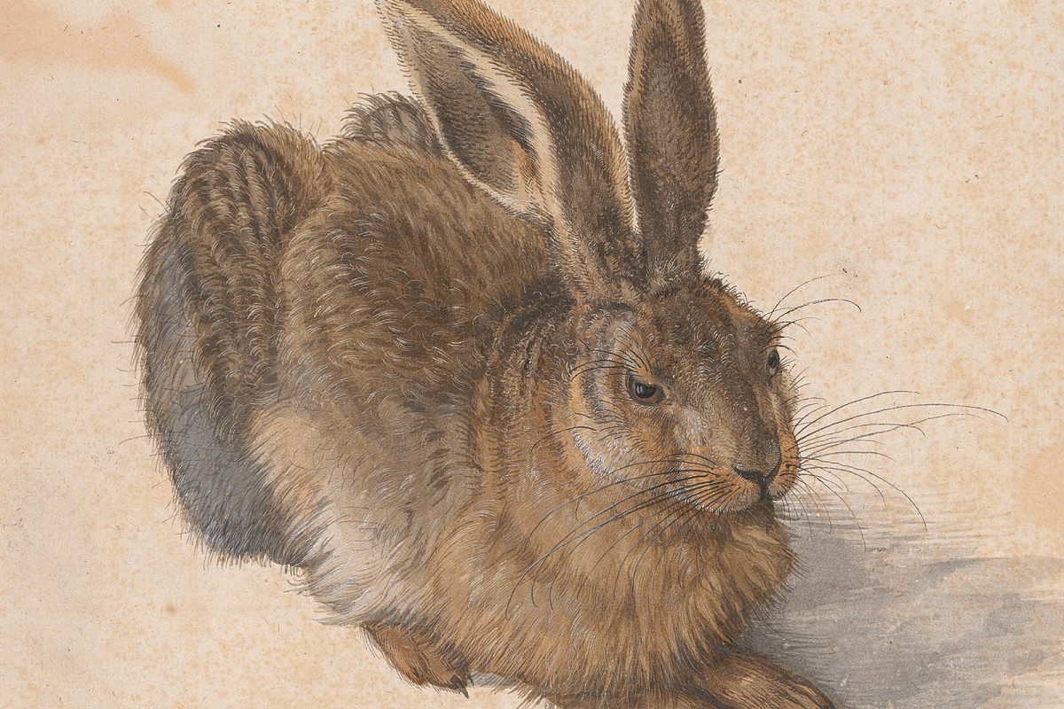 Naturgetreue Darstellung eines sitzenden Feldhasen im Profil, braun-graues Fell, Aquarell und Deckfarben auf Papier. | Albrecht Dürer | Feldhase, 1502 | © ALBERTINA, Wien
