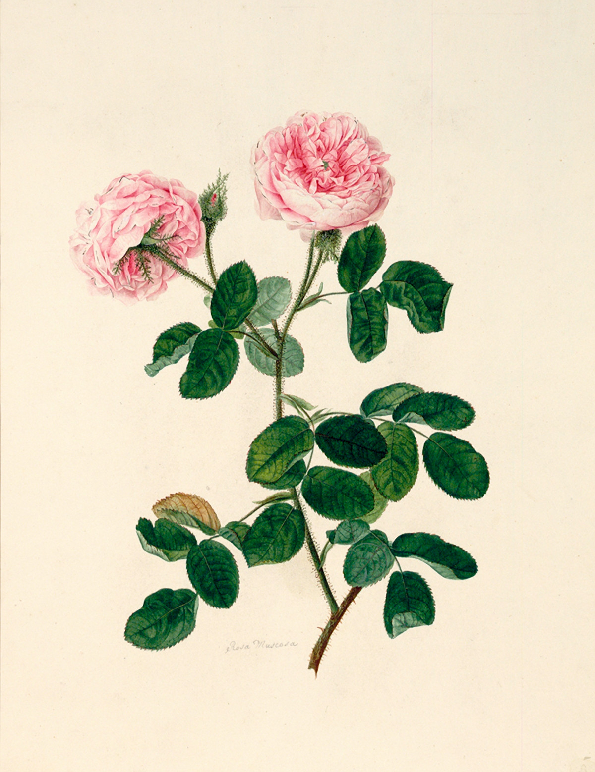 Johann Knapp: Moss Roses, ca. 1800