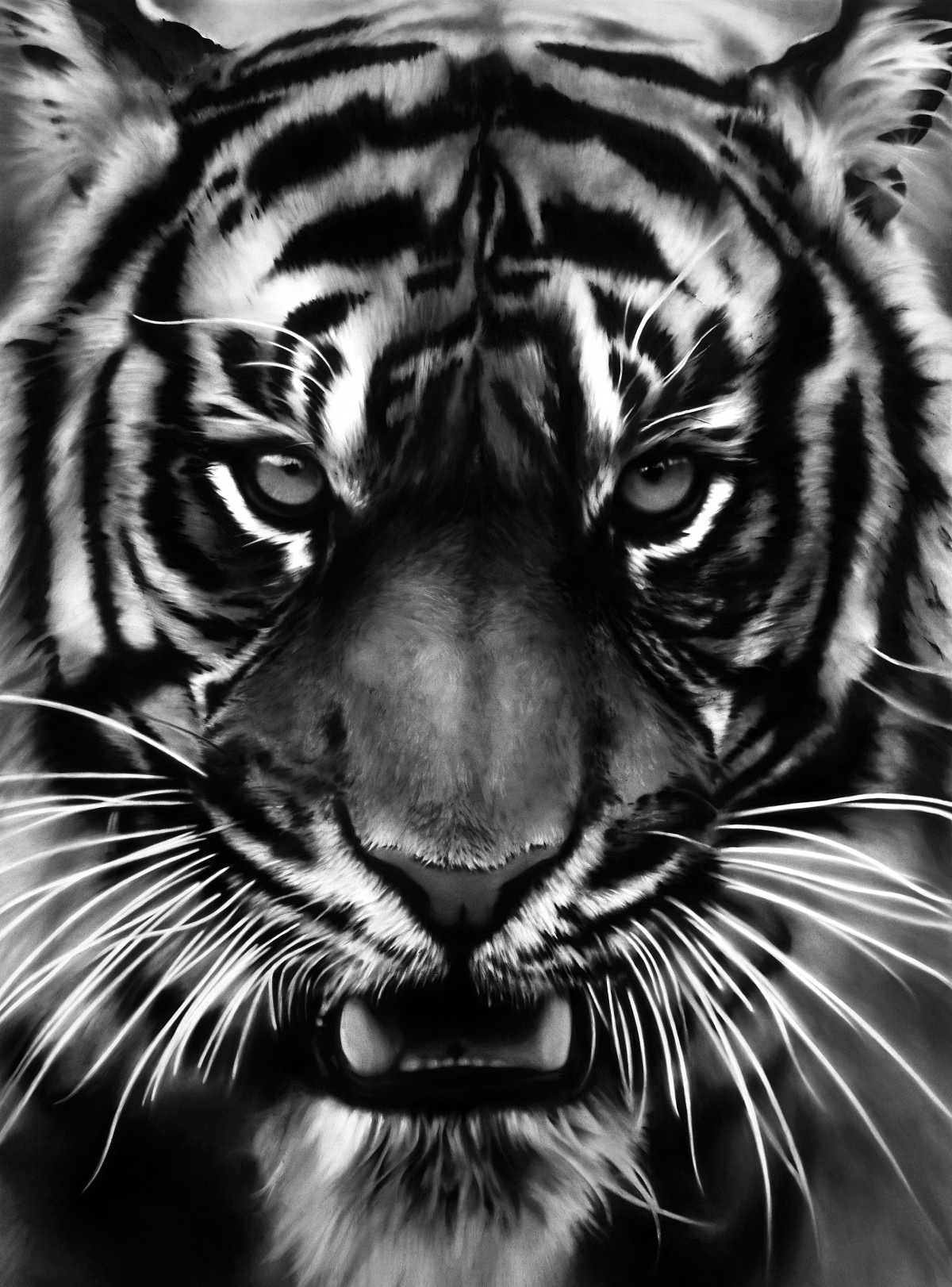 Robert Longo: Untitled (White Tiger), 2011