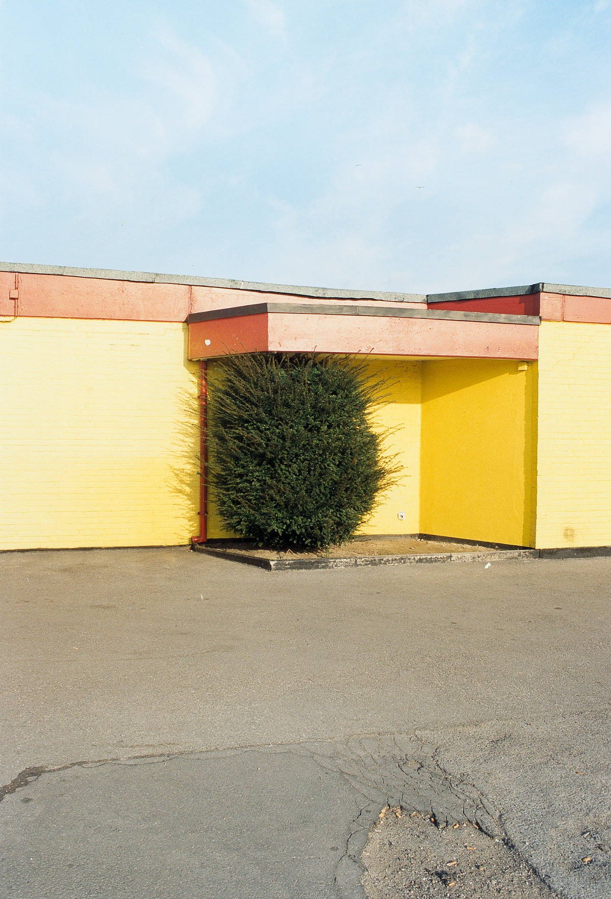 A green shrub grows in the middle of concrete. Behind the shrub is a yellow building without windows, above the shrub is a concrete roof, the area in front of the shrub consists only of concrete with the exception of the small piece of earth in which the shrub is planted.