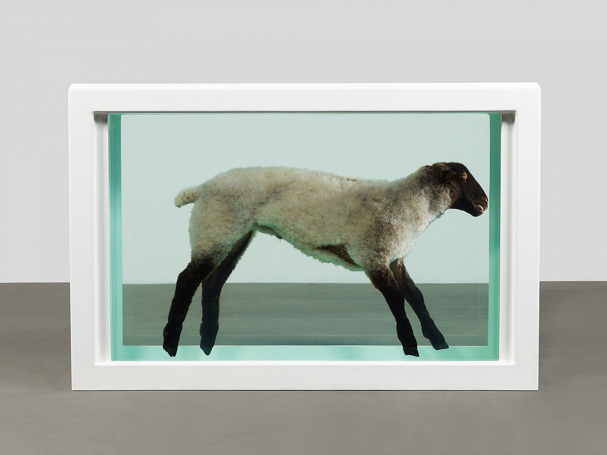 Lamb preserved in a glazed tank in formaldehyde solution.