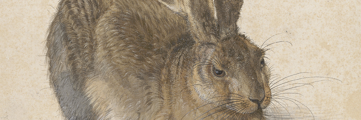 Naturalistic depiction of a sitting hare in profile, brown-grey fur, watercolor and gouache on paper.