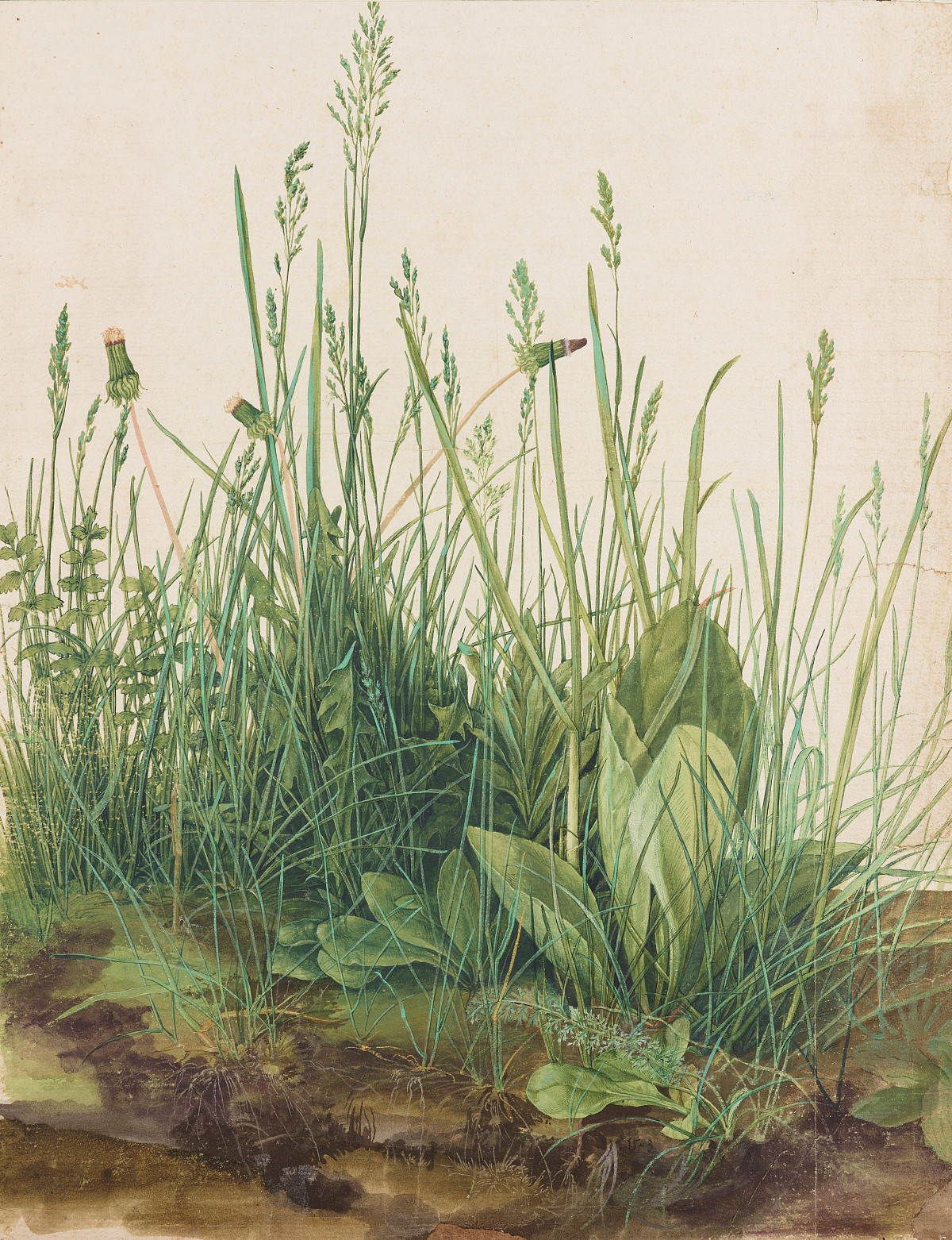 Albrecht Dürer: Das große Rasenstück, 1503