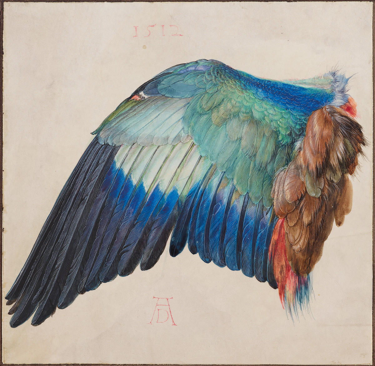 Albrecht Dürer: Der Flügel einer Blauracke, ca. 1500