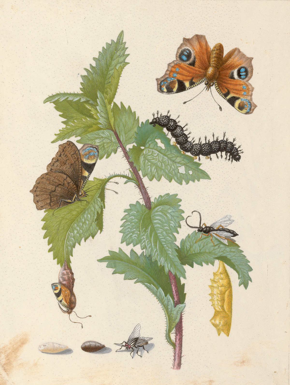 A plant with green leaves and various insects: butterflies, caterpillars, and beetles.