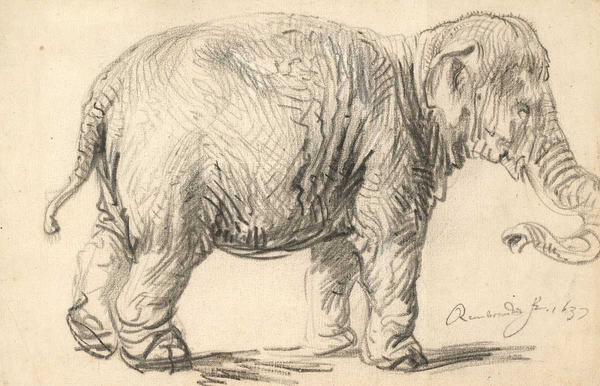 Drawing of a baby elephant.