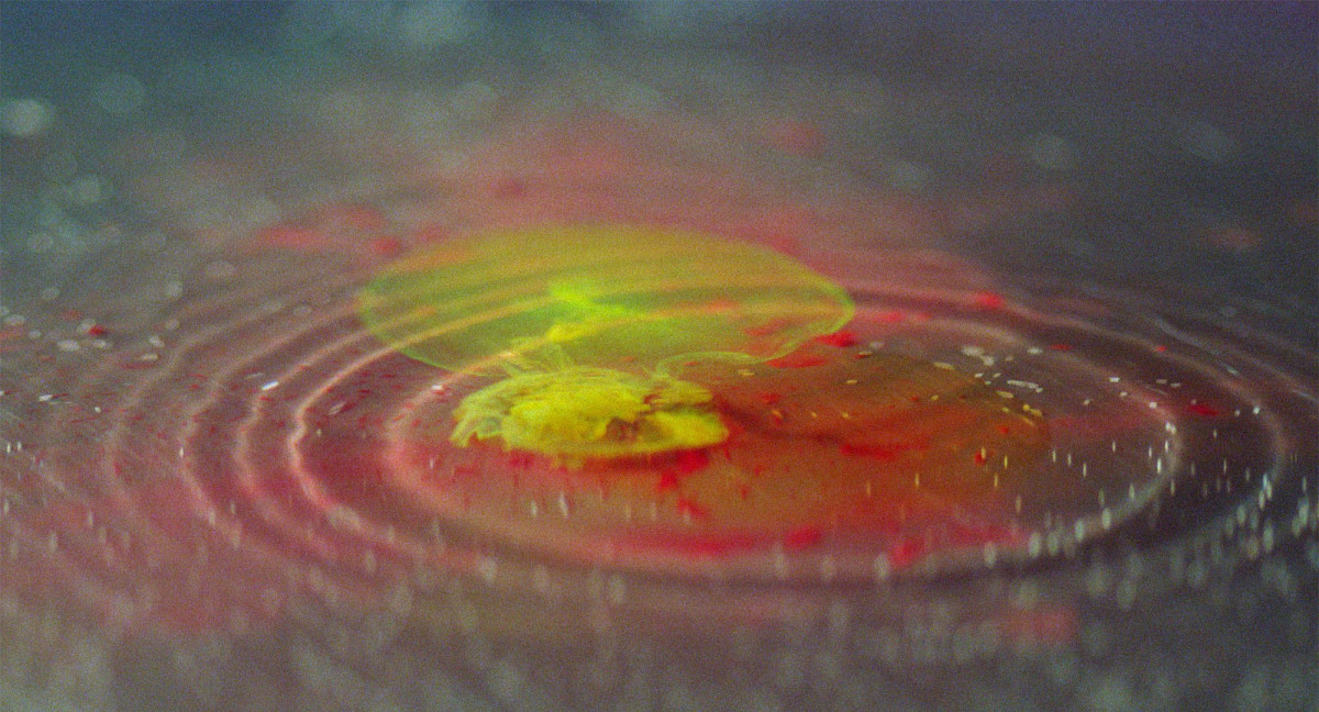 A  yellow and a red drop of dye spread out in water.