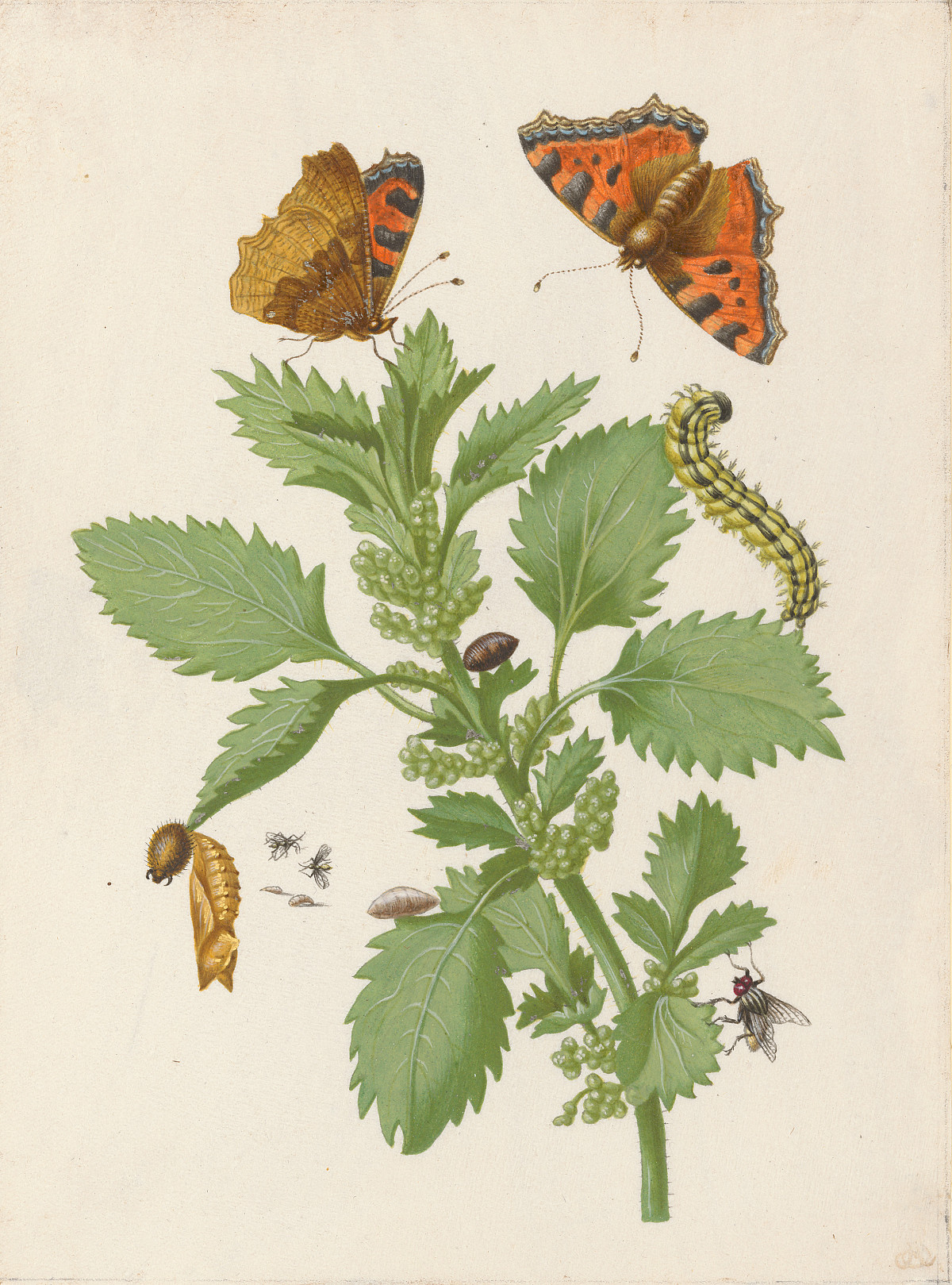 Maria Sibylla Merian: Stinging Nettle with the Metamorphosis of the Small Tortoiseshell and Two Species of Flies, 1679-1683