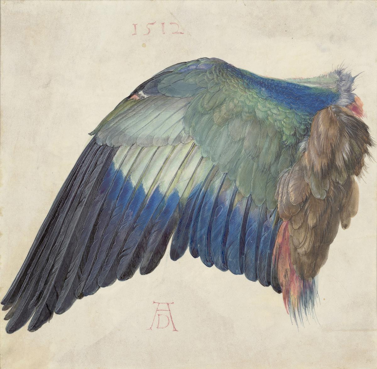 Albrecht Dürer: Wing of a Blue Roller, ca. 1500 (or 1512)