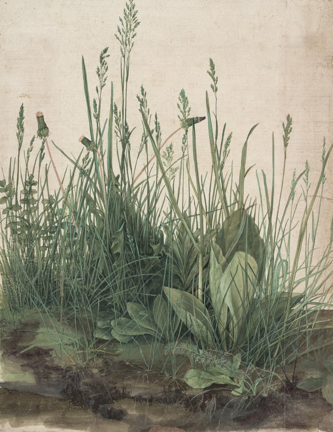 Albrecht Dürer: The Large Piece of Turf, 1503