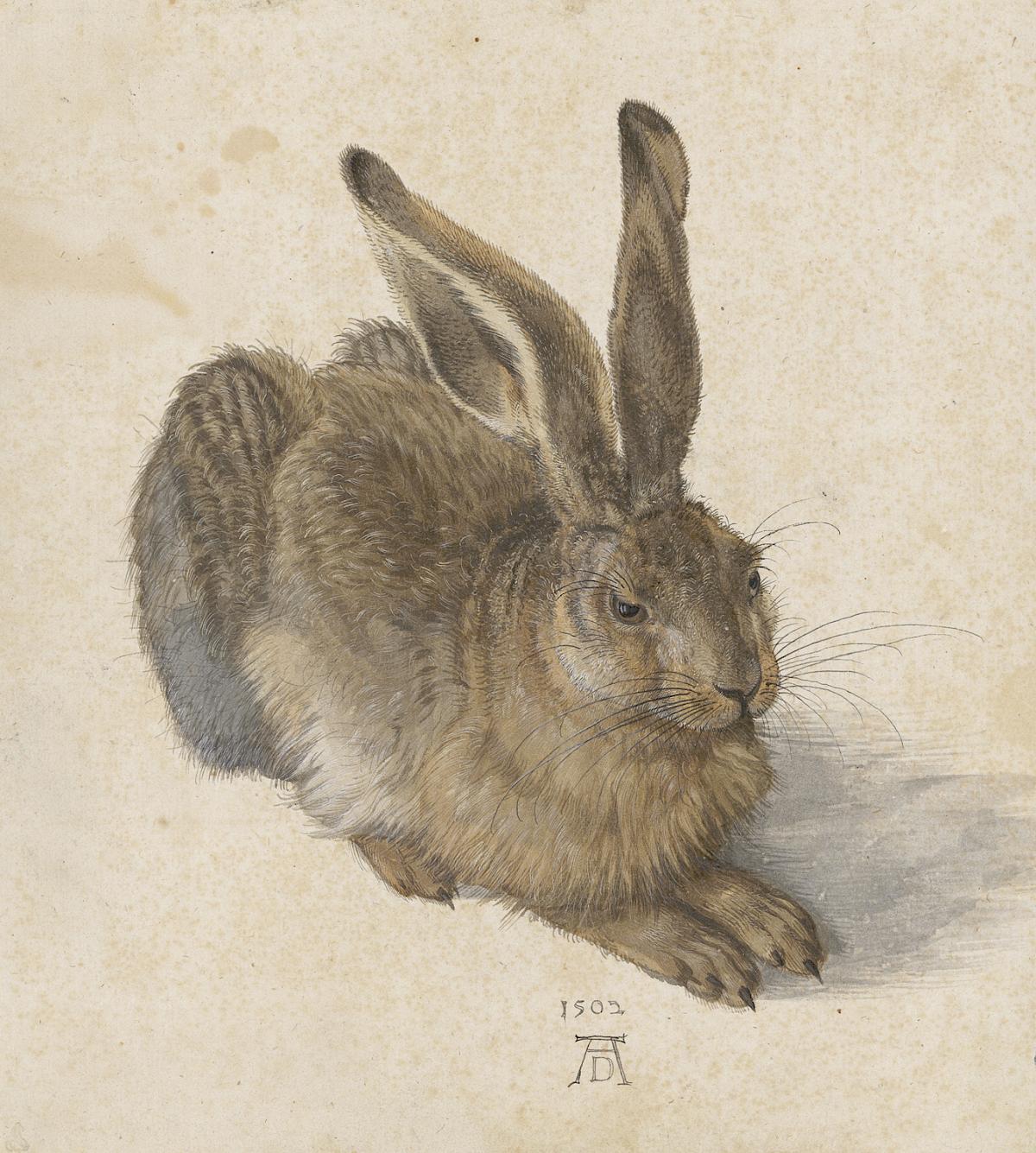 Albrecht Dürer: Hare, 1502