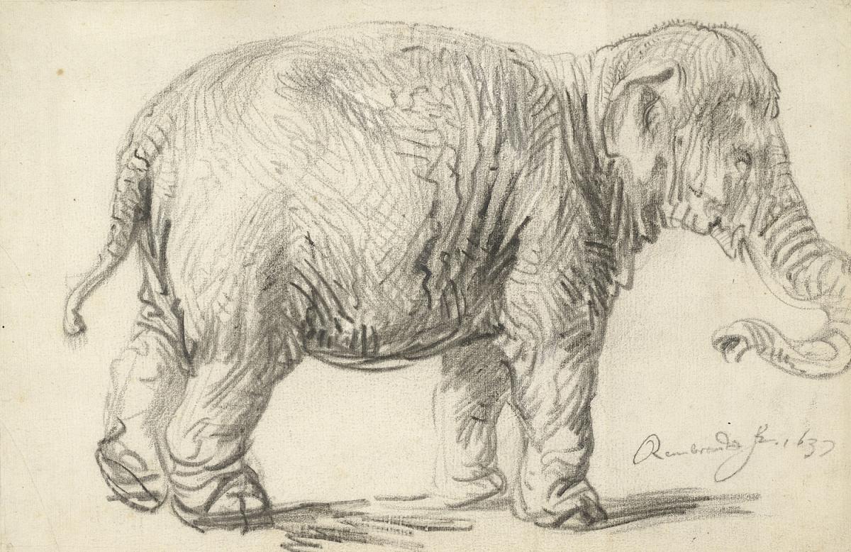 Rembrandt Harmensz. van Rijn: An Elephant, 1637