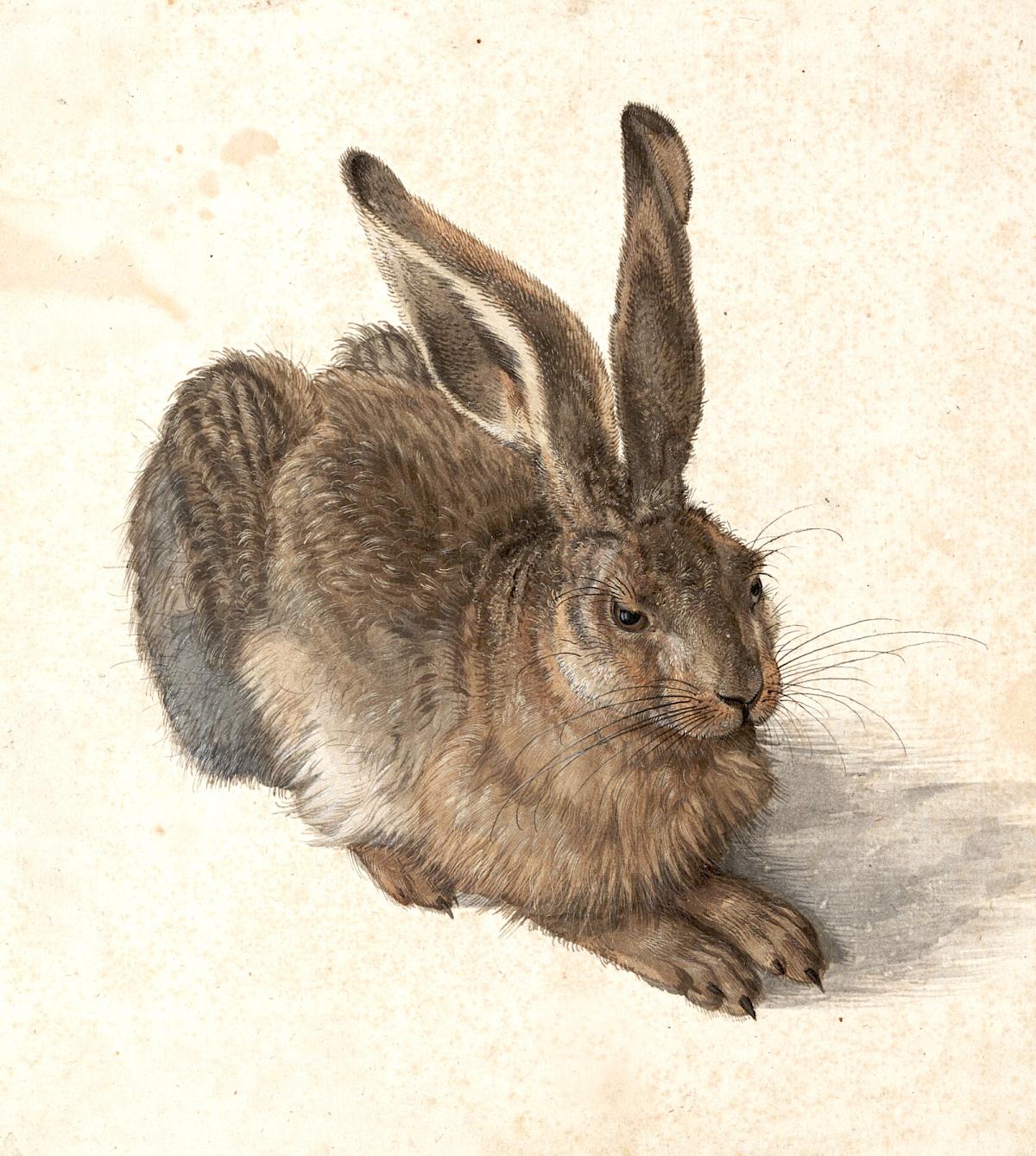 Albrecht Dürer: Hare, 1502
