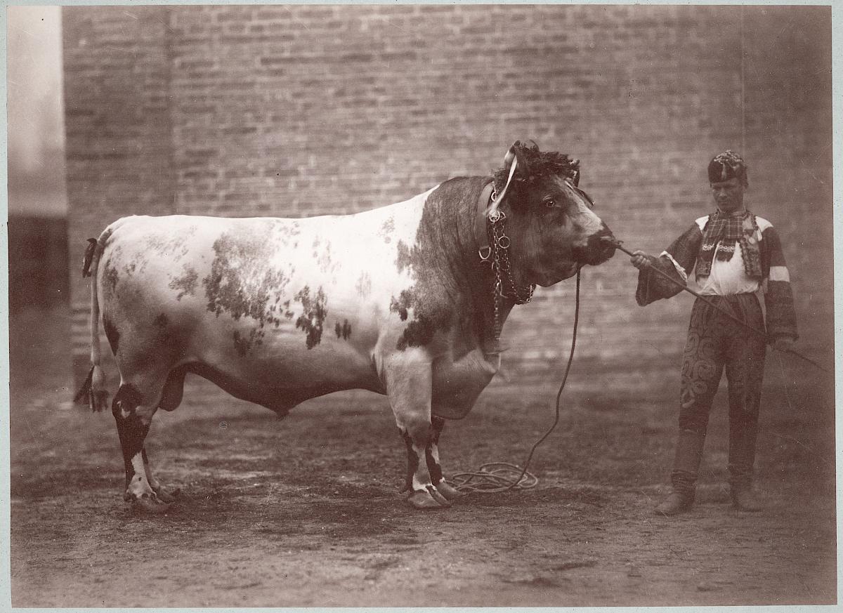 Hermann Heid : Cattle auction in Vienna, ca. 1871 