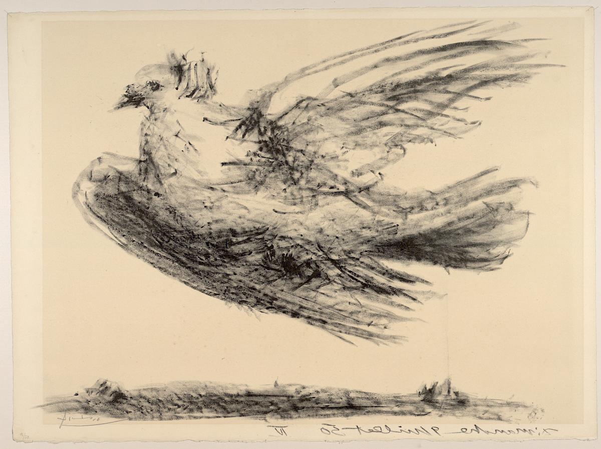 Pablo Picasso: Flying pigeon, July 9th 1950 