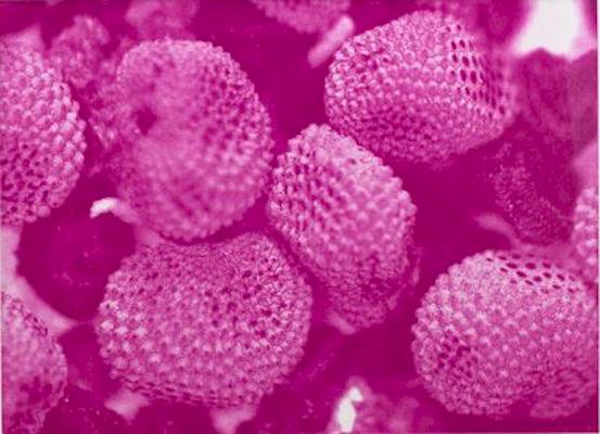 CHRISTIAN MAYER | Silene (seeds), 2012 | Dye Transfer (Magenta), 78x63 cm (gerahmt) | Ed: A.P. / 3+1 | Erworben aus den Mitteln der Galerieförderung des BMUKK |  Albertina, Wien