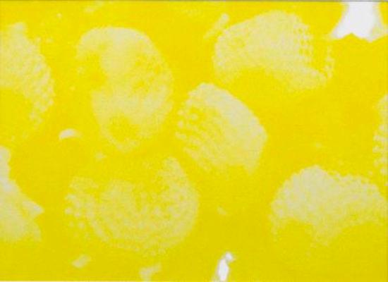 CHRISTIAN MAYER | Silene (seeds), 2012 | Dye Transfer (Gelb), 78x63 cm (gerahmt) | Ed: A.P. / 3+1 | Erworben aus den Mitteln der Galerieförderung des BMUKK |  Albertina, Wien