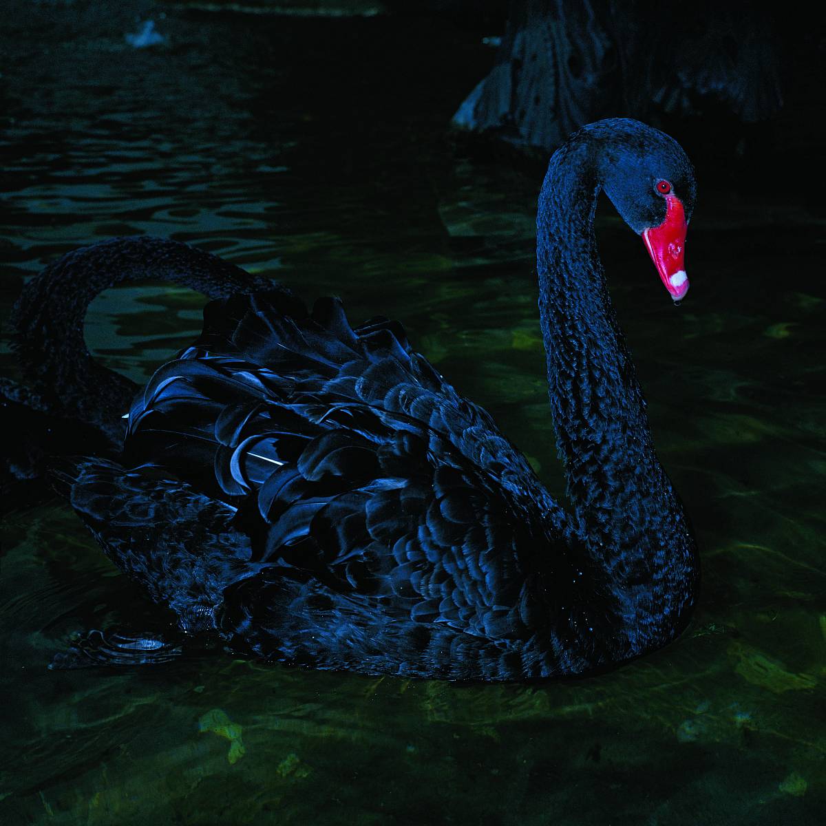 Manfred Willmann: Untitled, from the series The World is Beautiful, 1981-1983